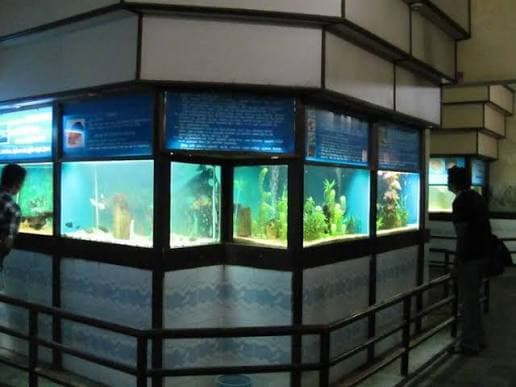 Fish museum — photo 1